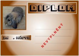 Kr�l�k beran mal� diplom A4