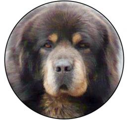 Tibetsk� doga MAXI logo L2�.137